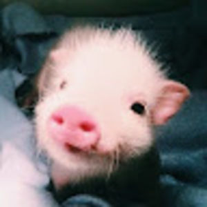 Meet your Posher, Lexi